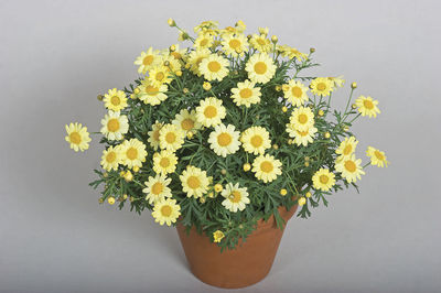 Argyranthemum (Argyranthemum 'Sassy Compact Yellow')