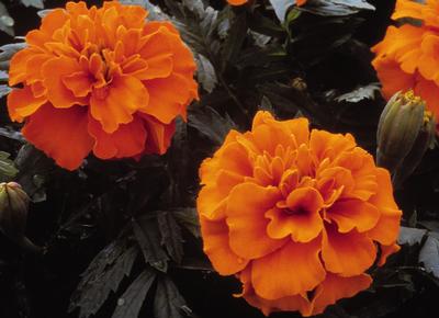 Marigold (Marigold 'Janie Deep Orange')