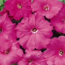 Petunia x hybrida 'Madness Pink' Petunia x hybrida 'Madness Pink'