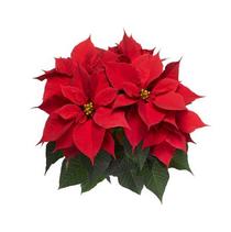 Poinsettia Euphorbia Pulcherrima 'Sigma Red' Poinsettia Euphorbia Pulcherrima 'Sigma Red'