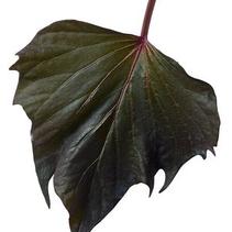 Ipomoea batatas 'Sweet Caroline Bewitched Purple' Ipomoea batatas 'Sweet Caroline Bewitched Purple'