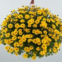 Bidens ferulifolia 'Yellow Sunshine' Bidens ferulifolia 'Yellow Sunshine'