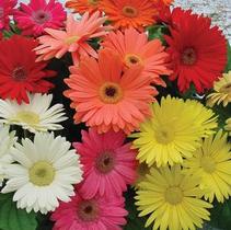Gerbera Jamesonii 'Revolution Mix' Gerbera Jamesonii 'Revolution Mix'