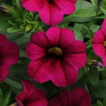 Calibrachoa hybrid 'Minifamous Compact Purple' Calibrachoa hybrid 'Minifamous Compact Purple'