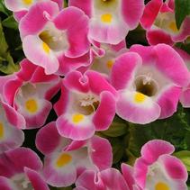 Torenia fournieri 'Kauai Rose' Torenia fournieri 'Kauai Rose'