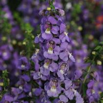 Angelonia angustifolia 'Serena Blue' Angelonia angustifolia 'Serena Blue'