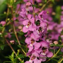 Angelonia angustifolia 'Serenita Lavender Pink' Angelonia angustifolia 'Serenita Lavender Pink'