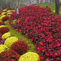 Begonia x benariensis 'Big Bronze Leaf Red' Begonia x benariensis 'Big Bronze Leaf Red'