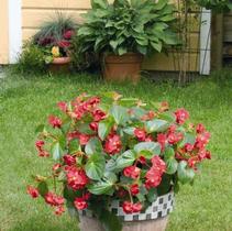 Begonia x benariensis 'Big Green Leaf Red' Begonia x benariensis 'Big Green Leaf Red'