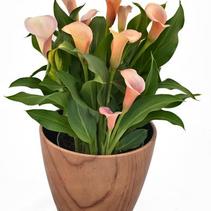 Calla Lilies Zantedeschia rehmannii hybrid 'Coral Passion' Calla Lilies Zantedeschia rehmannii hybrid 'Coral Passion'