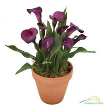 Calla Lilies Zantedeschia rehmannii hybrid 'Nightlife' Calla Lilies Zantedeschia rehmannii hybrid 'Nightlife'