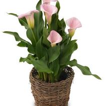 Calla Lilies Zantedeschia rehmannii hybrid 'Pink Cloud' Calla Lilies Zantedeschia rehmannii hybrid 'Pink Cloud'