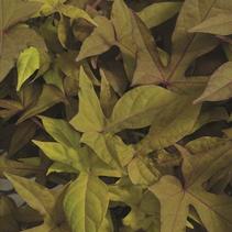 Ipomoea batatas 'Sidekick Bronze' Ipomoea batatas 'Sidekick Bronze'