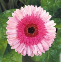 Gerbera Jamesonii 'Patio Everglades' Gerbera Jamesonii 'Patio Everglades'