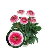 Gerbera Jamesonii 'Patio Grand Canyon' Gerbera Jamesonii 'Patio Grand Canyon'