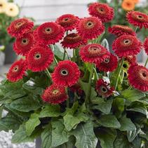 Gerbera Jamesonii 'Patio Olympic' Gerbera Jamesonii 'Patio Olympic'