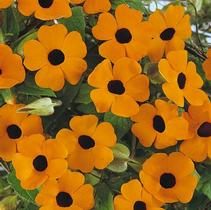 Thunbergia Alata 'Sunny Orange Wonder' Thunbergia Alata 'Sunny Orange Wonder'