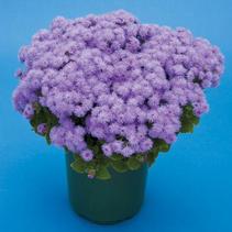 Ageratum houstonianum 'Patina Blue' Ageratum houstonianum 'Patina Blue'