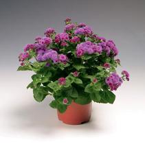 Ageratum houstonianum 'Patina Purple' Ageratum houstonianum 'Patina Purple'