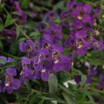 Angelonia angustifolia 'Angelina Dark Purple' Angelonia angustifolia 'Angelina Dark Purple'