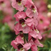 Angelonia angustifolia 'Angelina Pink' Angelonia angustifolia 'Angelina Pink'