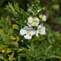 Angelonia angustifolia 'Angelina White' Angelonia angustifolia 'Angelina White'