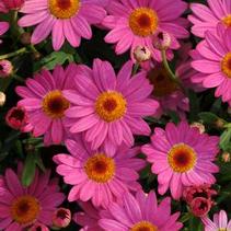 Argyranthemum frutescens 'Madeira Deep Pink' Argyranthemum frutescens 'Madeira Deep Pink'