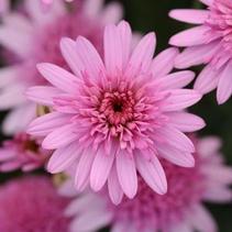 Argyranthemum frutescens 'Madeira Crested Violet' Argyranthemum frutescens 'Madeira Crested Violet'