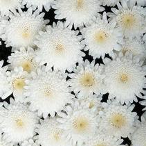 Argyranthemum frutescens 'Madeira Double White' Argyranthemum frutescens 'Madeira Double White'