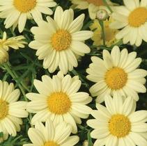 Argyranthemum frutescens 'Madeira Primrose' Argyranthemum frutescens 'Madeira Primrose'