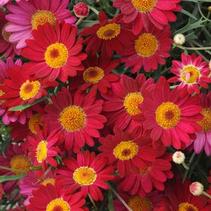 Argyranthemum frutescens 'Madeira Red' Argyranthemum frutescens 'Madeira Red'