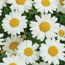 Argyranthemum frutescens 'Madeira White' Argyranthemum frutescens 'Madeira White'
