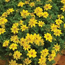 Bidens ferulifolia 'Mexican Gold Semi-Double' Bidens ferulifolia 'Mexican Gold Semi-Double'