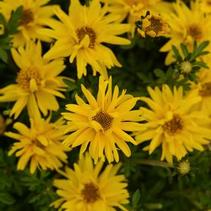 Bidens ferulifolia 'Namid Compact Double Yellow' Bidens ferulifolia 'Namid Compact Double Yellow'