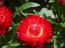 Bracteantha bracteata 'Mohave Dark Red' Bracteantha bracteata 'Mohave Dark Red'