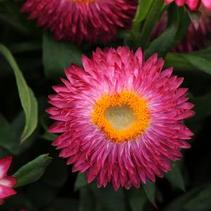Bracteantha bracteata 'Mohave Dark Rose' Bracteantha bracteata 'Mohave Dark Rose'