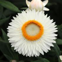 Bracteantha bracteata 'Mohave White' Bracteantha bracteata 'Mohave White'
