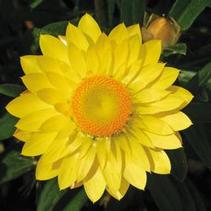 Bracteantha bracteata 'Mohave Yellow' Bracteantha bracteata 'Mohave Yellow'