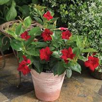 Dipladenia 'Deep Red' 'Deep Red' Dipladenia 'Deep Red' 'Deep Red'