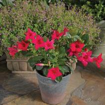 Dipladenia 'Hot Pink' 'Hot Pink' Dipladenia 'Hot Pink' 'Hot Pink'