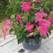 Dipladenia 'Pink' 'Pink' Dipladenia 'Pink' 'Pink'