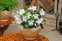 Dipladenia 'White' 'White' Dipladenia 'White' 'White'