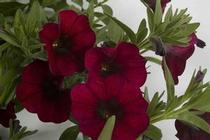 Petchoa hybrid 'SuperCal Velvet' Petchoa hybrid 'SuperCal Velvet'