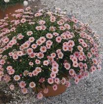 Argyranthemum frutescens 'Sassy Pink' Argyranthemum frutescens 'Sassy Pink'