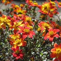 Bidens ferulifolia 'Beedance Painted Red' Bidens ferulifolia 'Beedance Painted Red'