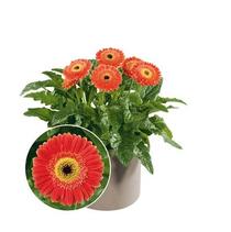 Gerbera Jamesonii 'Patio Redwood' Gerbera Jamesonii 'Patio Redwood'