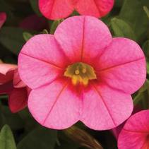 Calibrachoa hybrid 'Callie Coral Pink' Calibrachoa hybrid 'Callie Coral Pink'