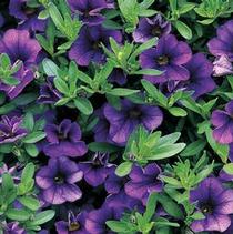 Calibrachoa hybrid 'Callie Dark Blue' Calibrachoa hybrid 'Callie Dark Blue'