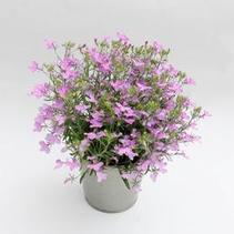 Lobelia erinus 'Magadi Compact Lavender '16' Lobelia erinus 'Magadi Compact Lavender '16'