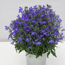 Lobelia erinus 'Magadi Indigo Blue' Lobelia erinus 'Magadi Indigo Blue'